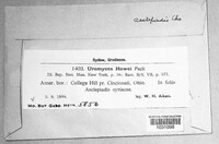 Uromyces howei image